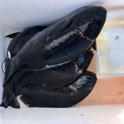 鵜来島家本渡船 釣果