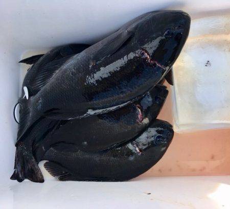 鵜来島家本渡船 釣果