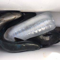 鵜来島家本渡船 釣果