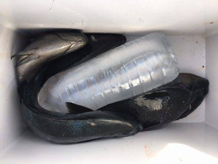 鵜来島家本渡船 釣果