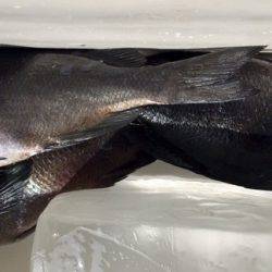 鵜来島家本渡船 釣果