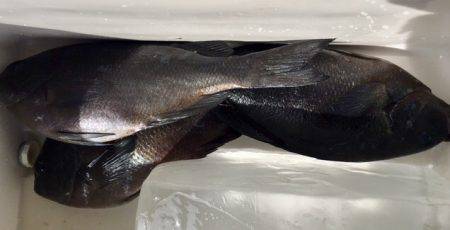 鵜来島家本渡船 釣果