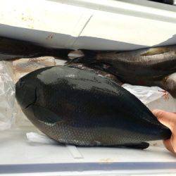 鵜来島家本渡船 釣果