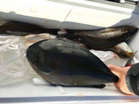 鵜来島家本渡船 釣果