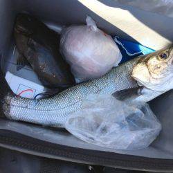 鵜来島家本渡船 釣果