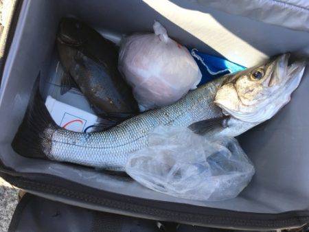 鵜来島家本渡船 釣果