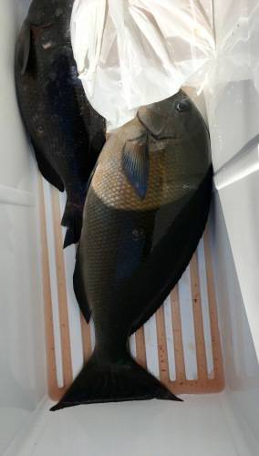 鵜来島家本渡船 釣果