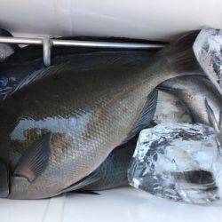 鵜来島家本渡船 釣果