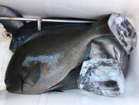 鵜来島家本渡船 釣果