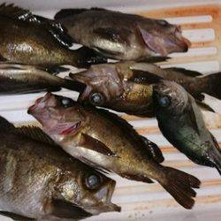 スカイマリン 釣果