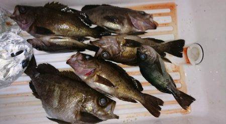 スカイマリン 釣果