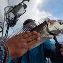 遊漁船　ニライカナイ 釣果