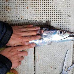 遊漁船　ニライカナイ 釣果