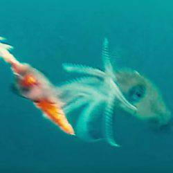 ダートで魅せて、波動で抱かせる！「ez-Qダートマスター」登場！【デュエル】