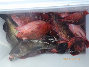 石川丸 釣果