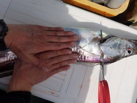 遊漁船　ニライカナイ 釣果