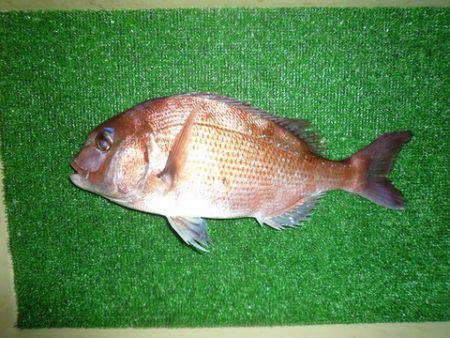 海山フィッシングセンター 釣果