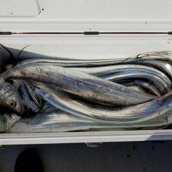 遊漁船　ニライカナイ 釣果