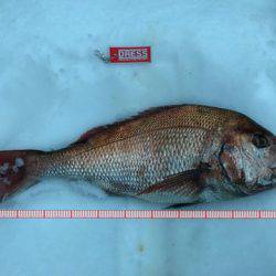 IDATEN（イダテン） 釣果