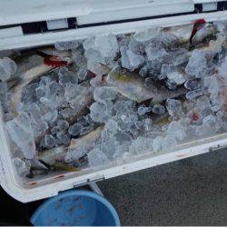 第二大福丸 釣果