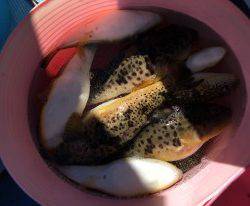おざき丸 釣果