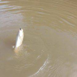 OLAHO　FISHING SPOT 釣果