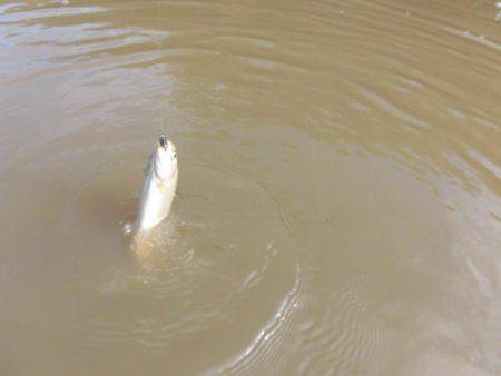 OLAHO　FISHING SPOT 釣果…