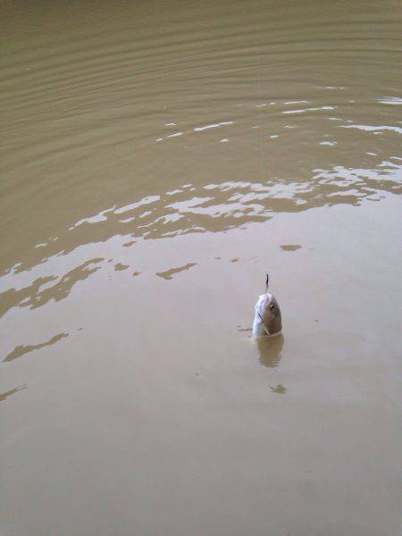 OLAHO　FISHING SPOT 釣果…