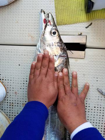 遊漁船　ニライカナイ 釣果