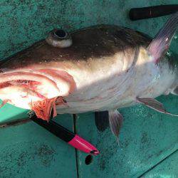 広進丸 釣果