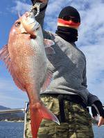 YELLOW-TAIL　イエローテール 釣果