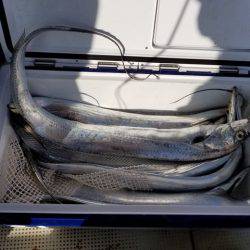 遊漁船　ニライカナイ 釣果