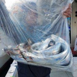 遊漁船　ニライカナイ 釣果