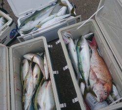 IDATEN（イダテン） 釣果