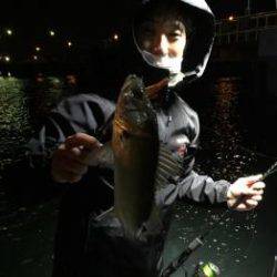 シーマジカル 釣果