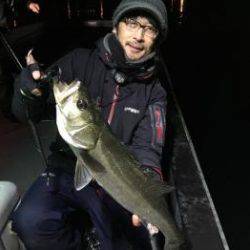 シーマジカル 釣果