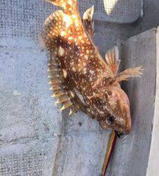 シーモンキー 釣果