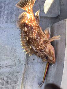 シーモンキー 釣果