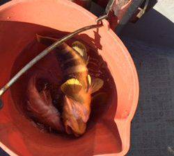 シーモンキー 釣果