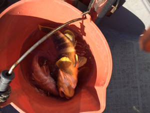 シーモンキー 釣果