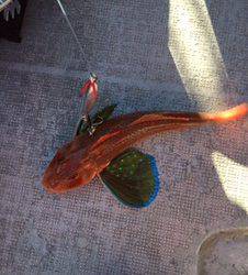 シーモンキー 釣果