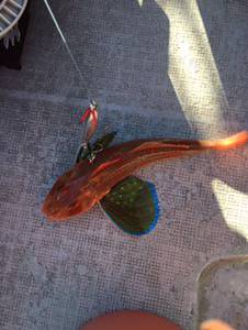 シーモンキー 釣果