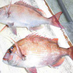 大進丸(新潟) 釣果