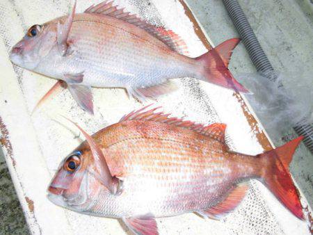 大進丸（新潟） 釣果