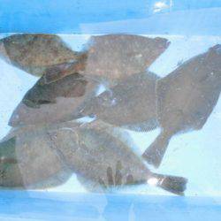 大進丸(新潟) 釣果