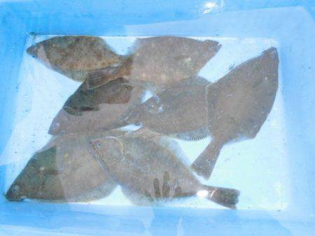 大進丸（新潟） 釣果