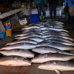 幸風（さちかぜ） 釣果