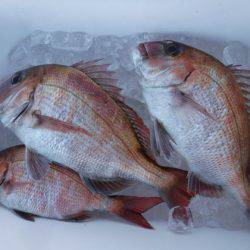 遊漁船 幸友丸 釣果