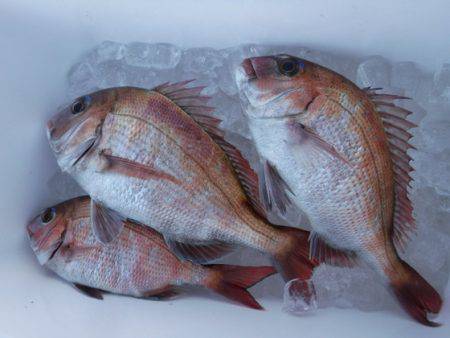 遊漁船 幸友丸 釣果