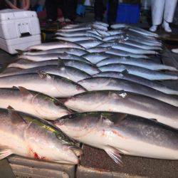 幸風（さちかぜ） 釣果